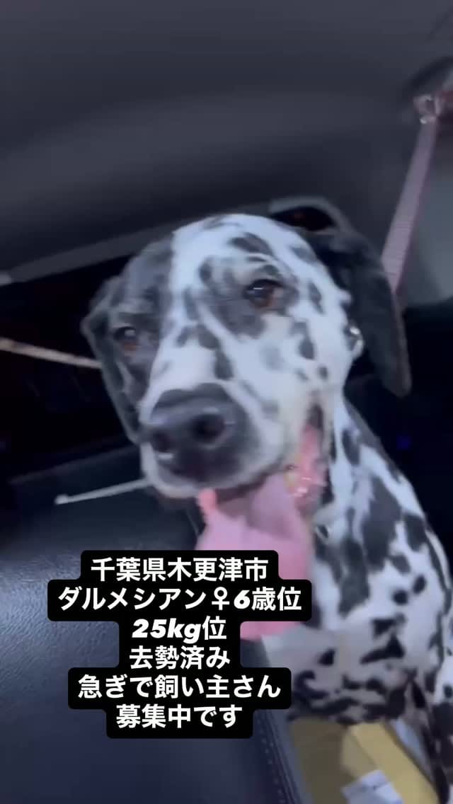 Post 3 by マルプー専門 ｜ マルプリティ on Instagram (video)
