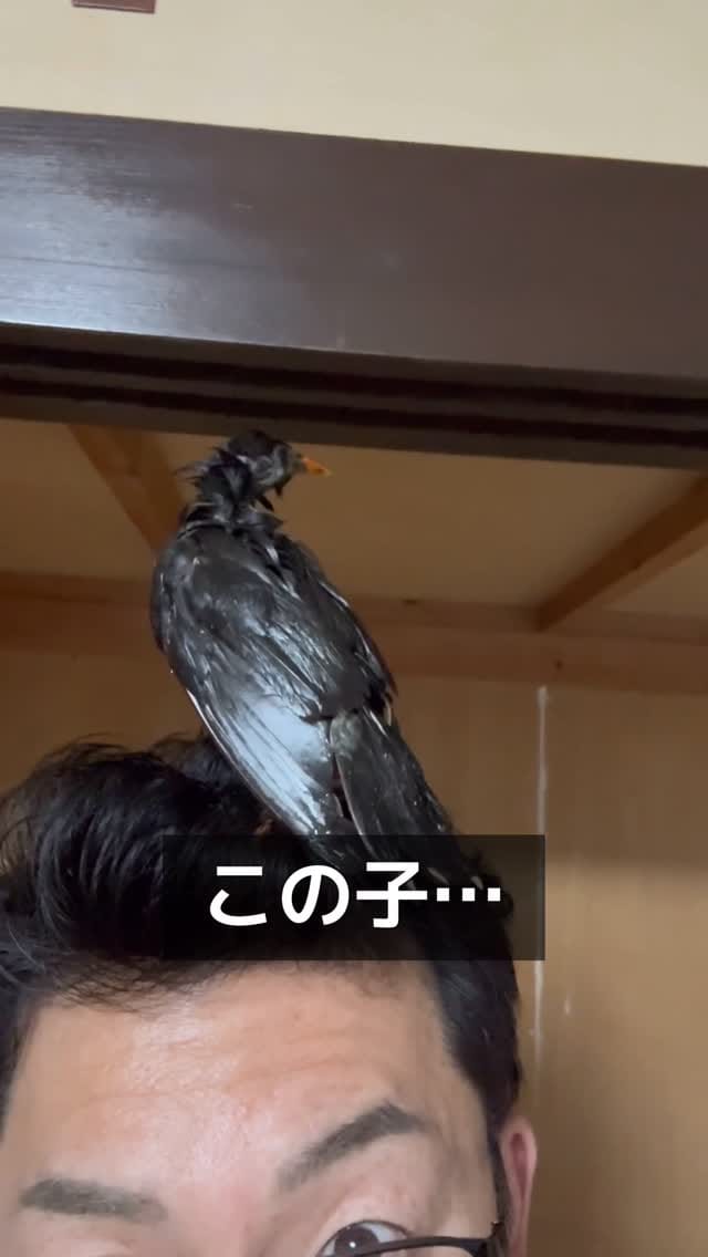 Post 8 by マルプー専門 ｜ マルプリティ on Instagram (video)