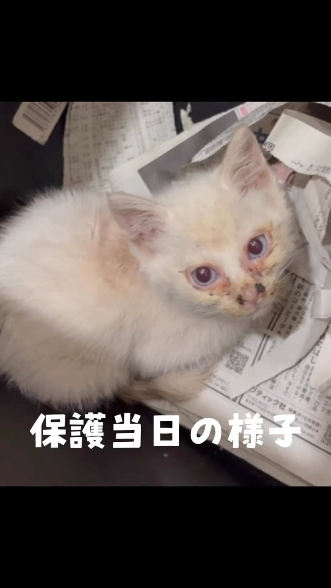 Post 2 by マルプー専門 ｜ マルプリティ on Instagram (video)