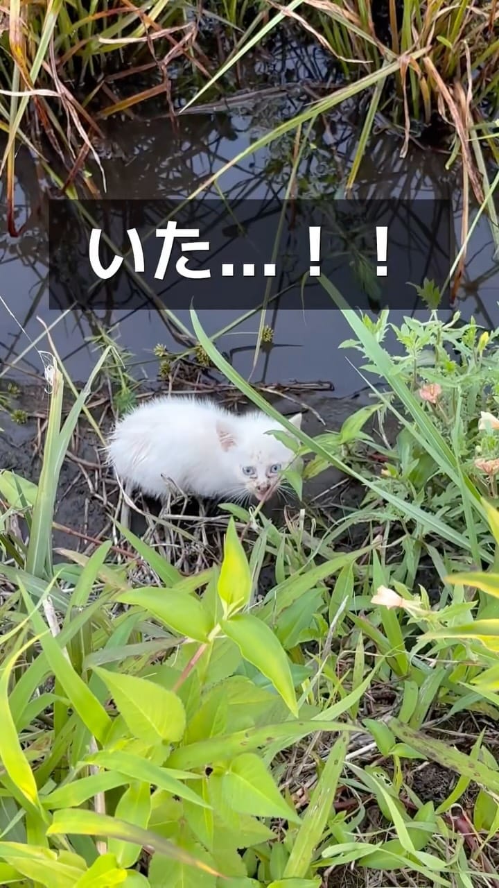 Post 6 by マルプー専門 ｜ マルプリティ on Instagram (video)