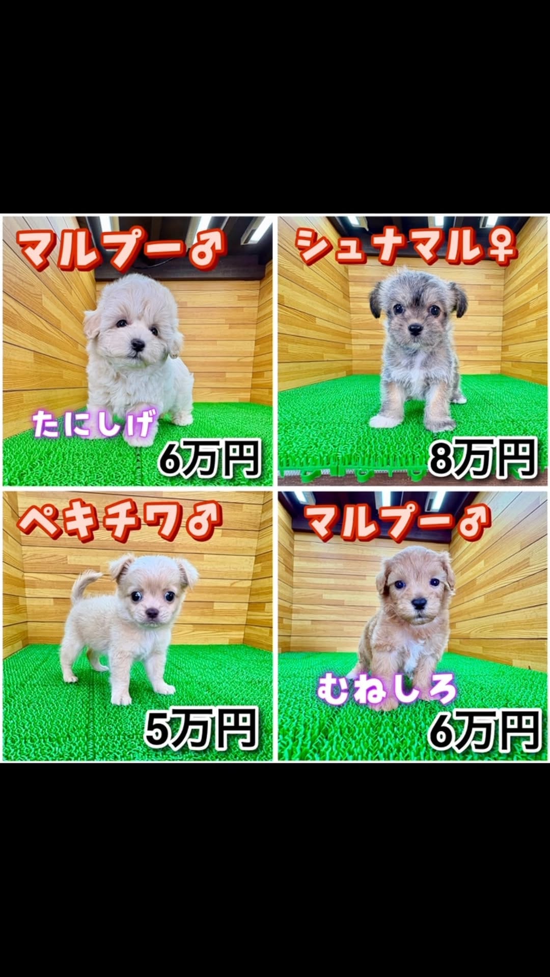Post 1 by マルプー専門 ｜ マルプリティ on Instagram (video)