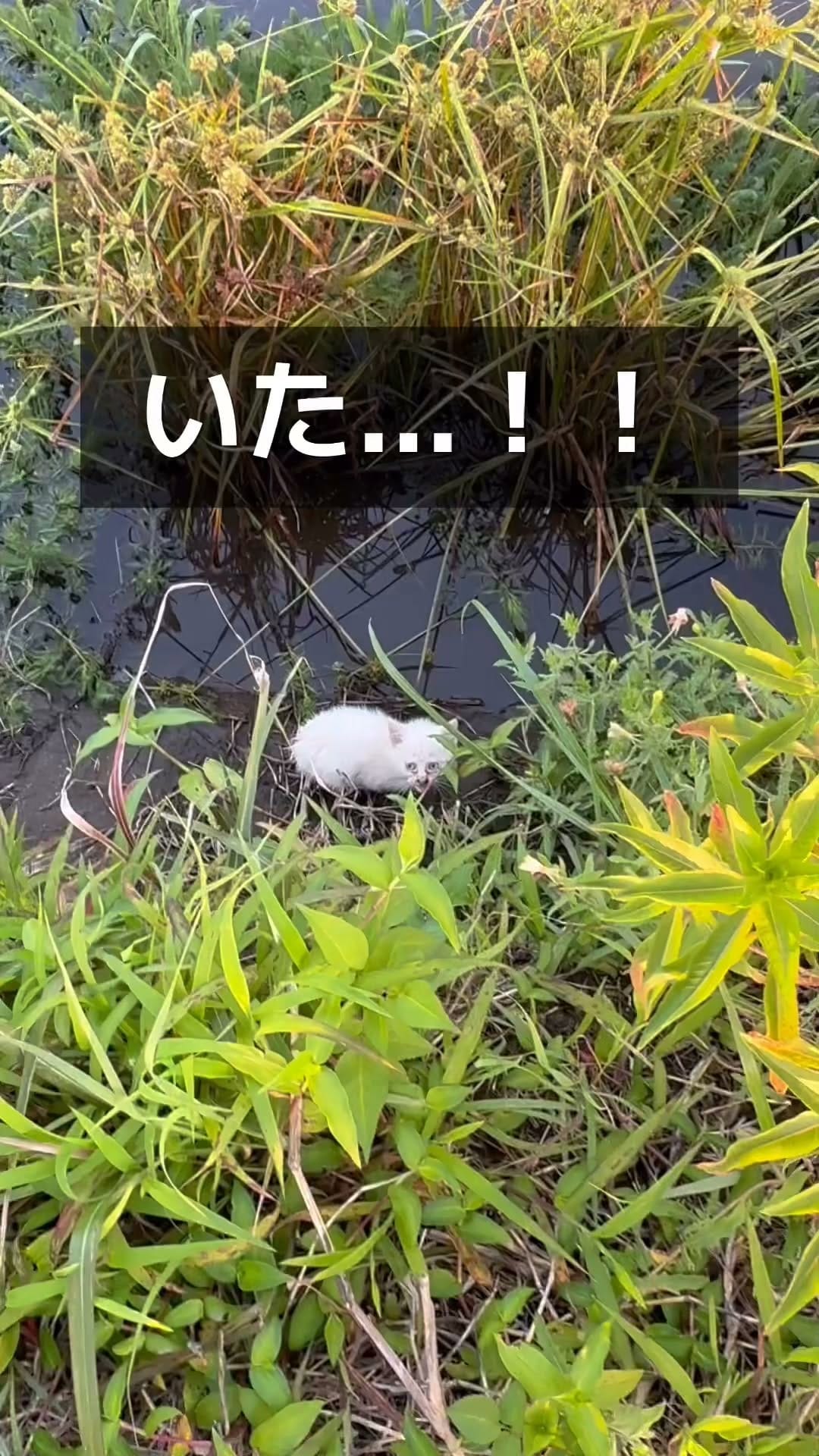 Post 5 by マルプー専門 ｜ マルプリティ on Instagram (video)