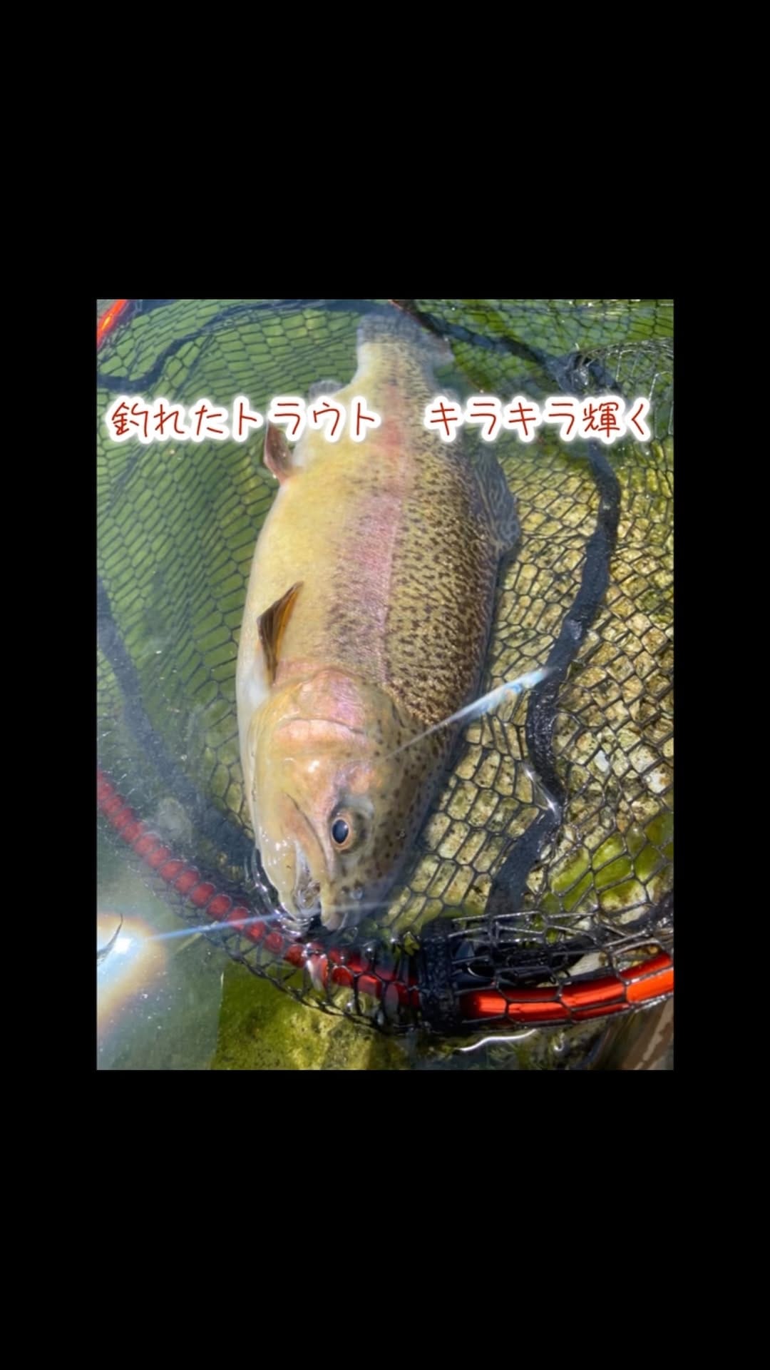 Post 10 by フィッシングサンクチュアリ(公式) on Instagram (video)