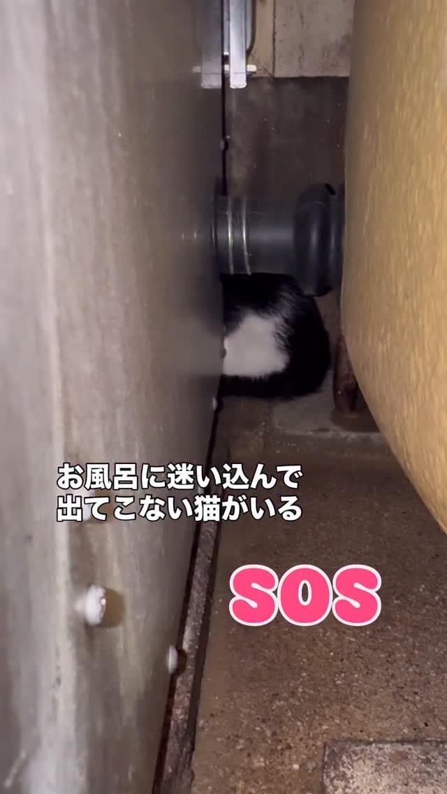 Post 6 by ねころび on Instagram (video)