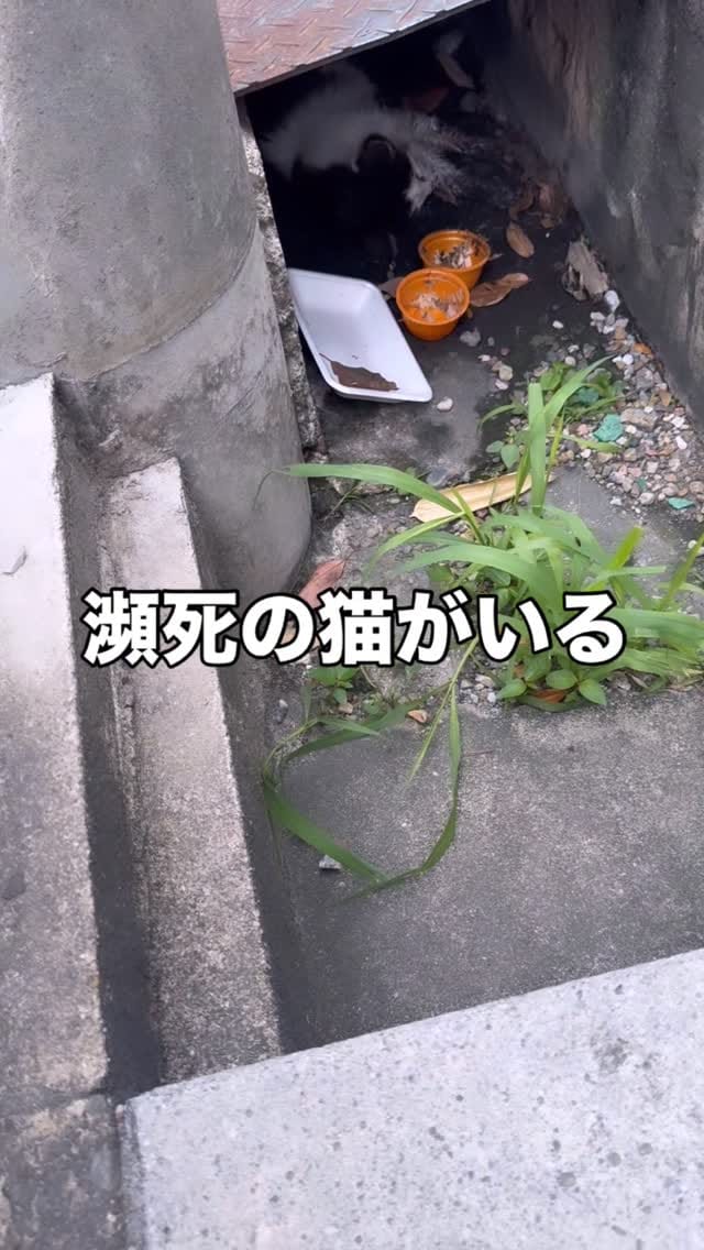 Post 9 by ねころび on Instagram (video)