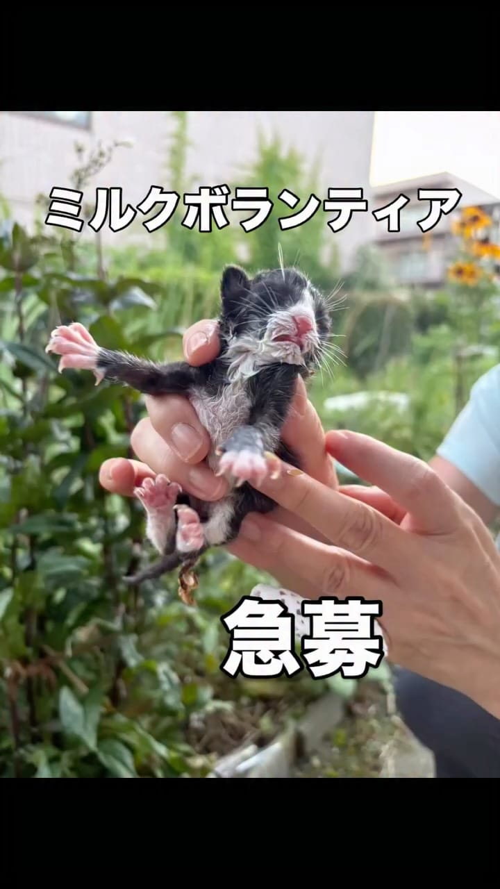 Post 5 by ねころび on Instagram (video)