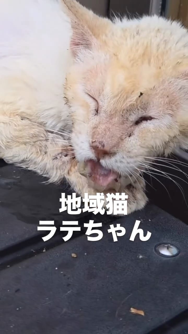 Post 8 by ねころび on Instagram (video)