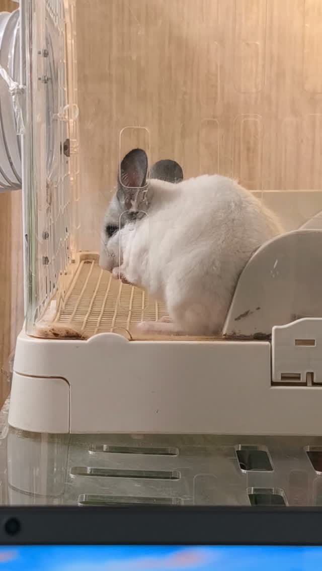 Post 2 by アルパカふれあいランド(Alpaca fureai land) on Instagram (video)
