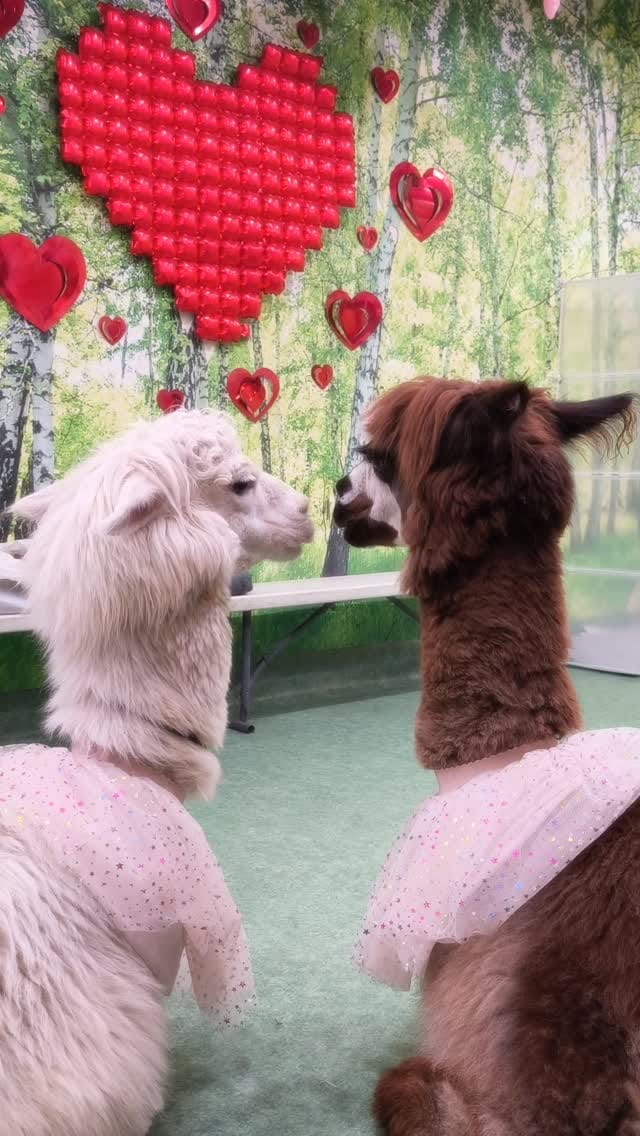 Post 7 by アルパカふれあいランド(Alpaca fureai land) on Instagram (video)