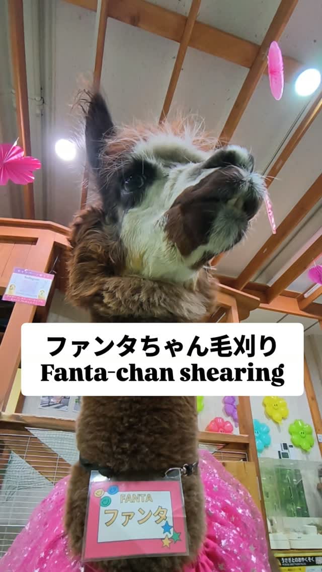 Post 1 by アルパカふれあいランド(Alpaca fureai land) on Instagram (video)