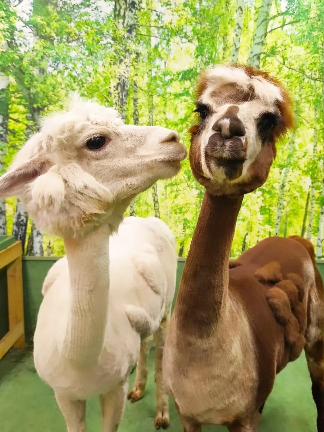 Post 6 by アルパカふれあいランド(Alpaca fureai land) on Instagram (carousel)