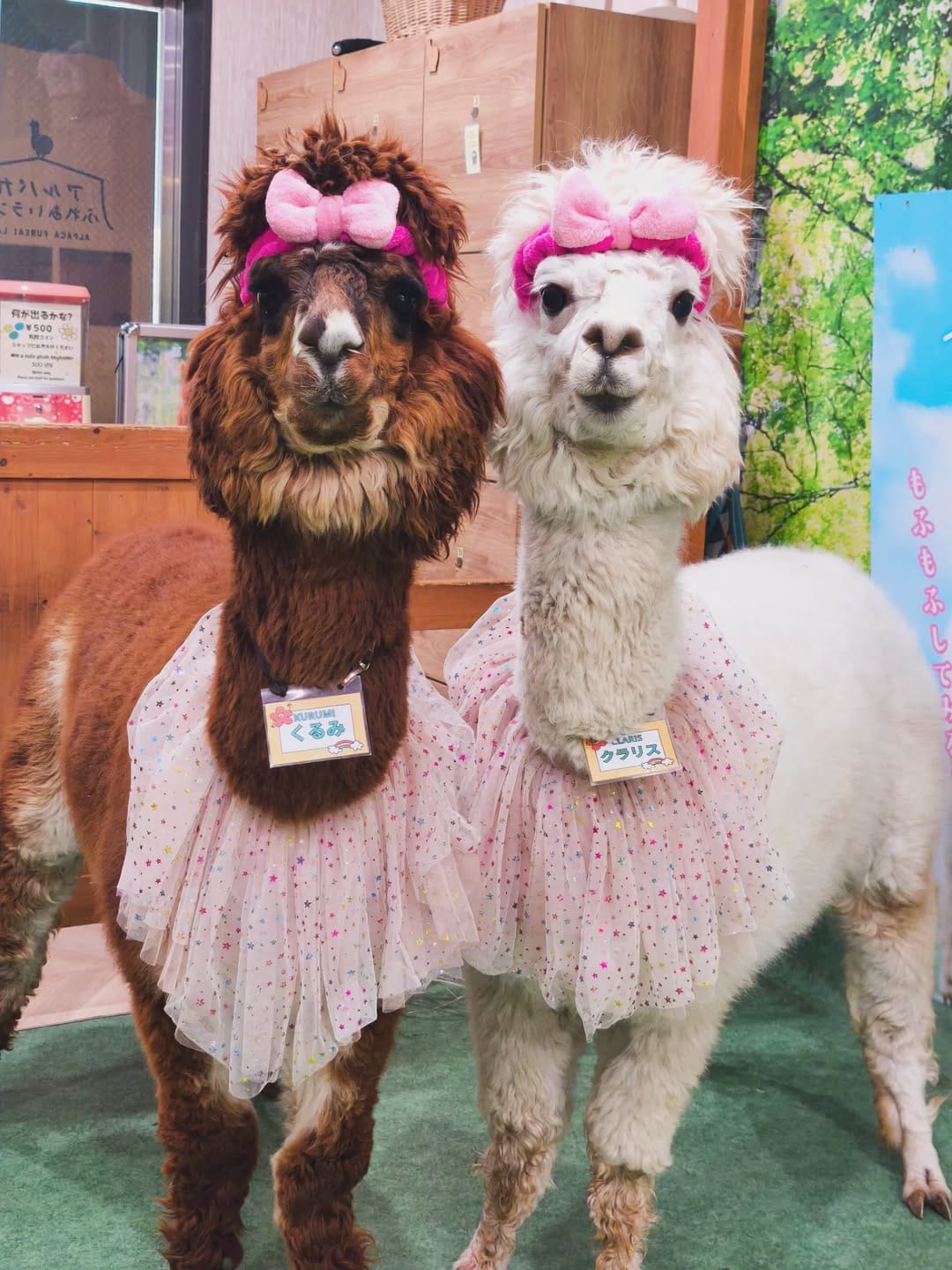 Post 3 by アルパカふれあいランド(Alpaca fureai land) on Instagram (carousel)