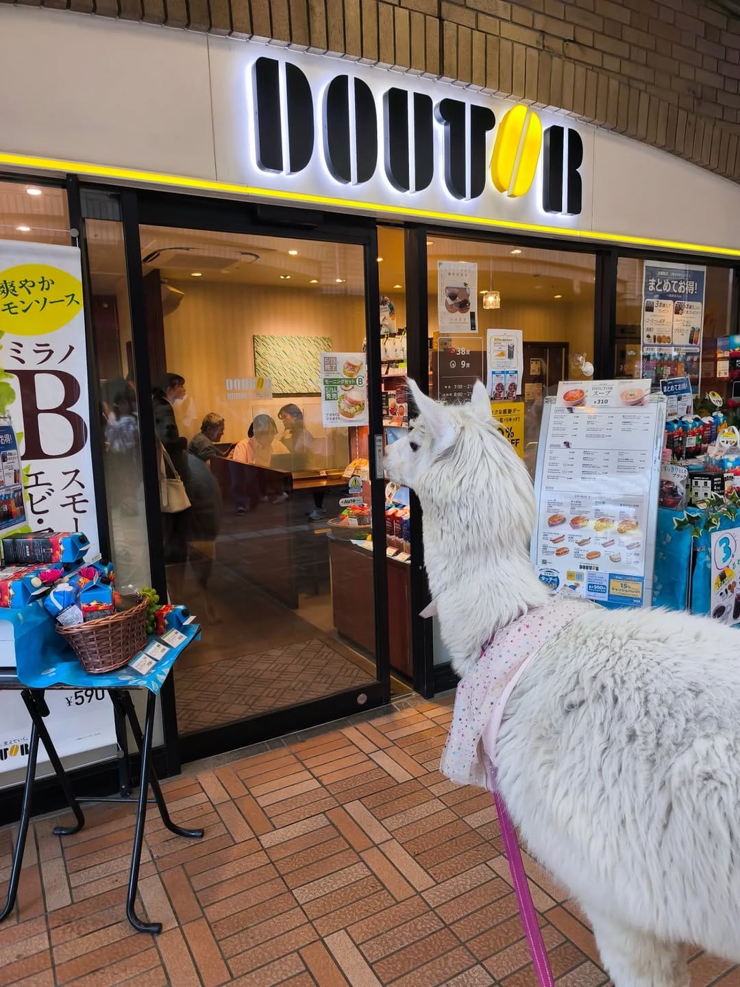 Post 8 by アルパカふれあいランド(Alpaca fureai land) on Instagram (carousel)