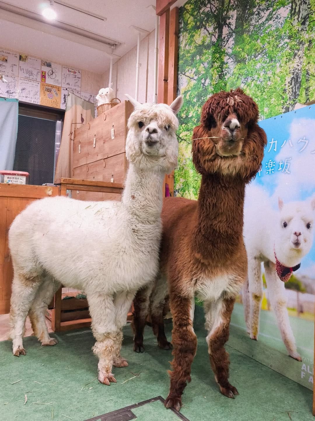 Post 4 by アルパカふれあいランド(Alpaca fureai land) on Instagram (carousel)