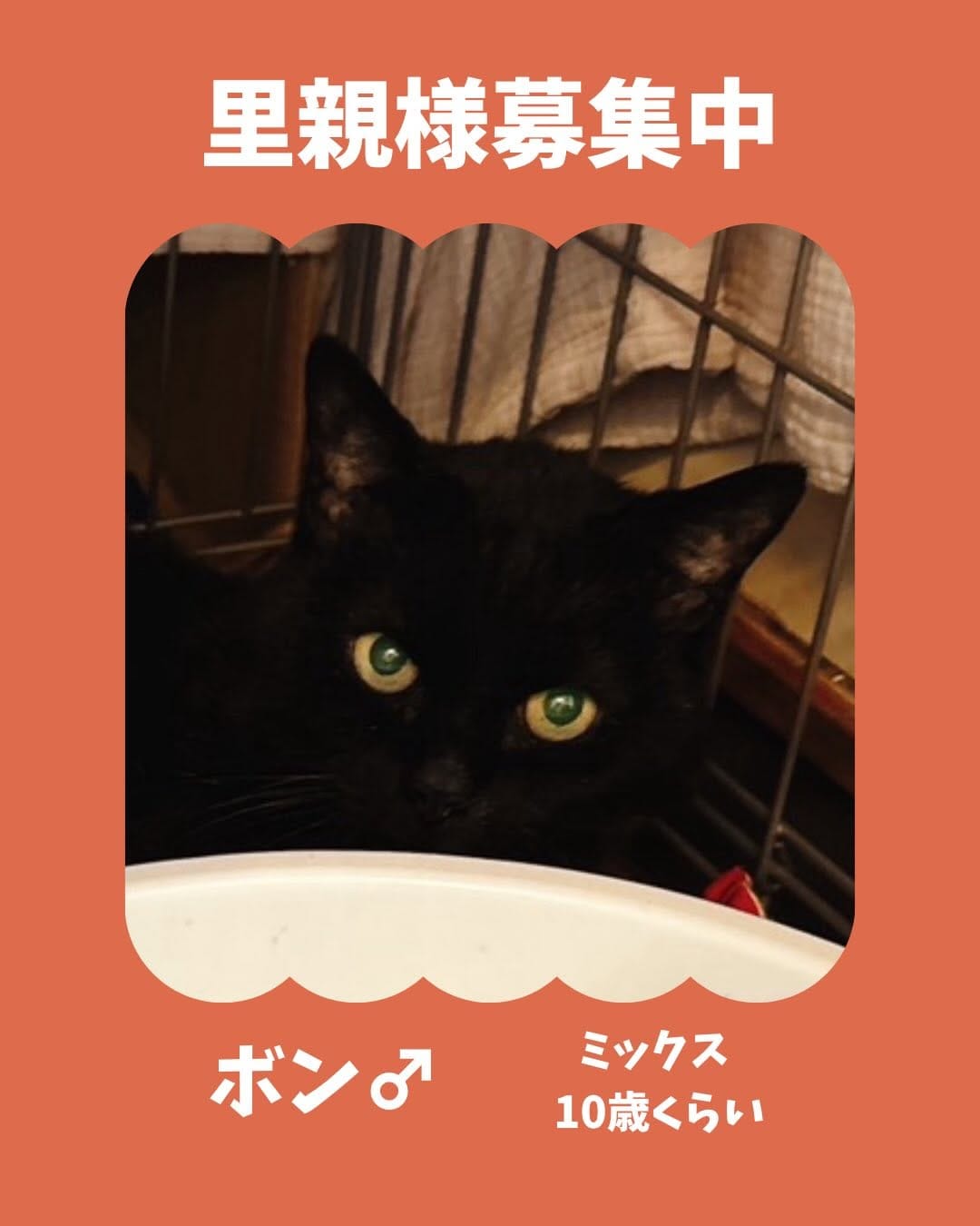 Post 6 by 保護犬猫情報発信センター ラフスペース on Instagram (carousel)