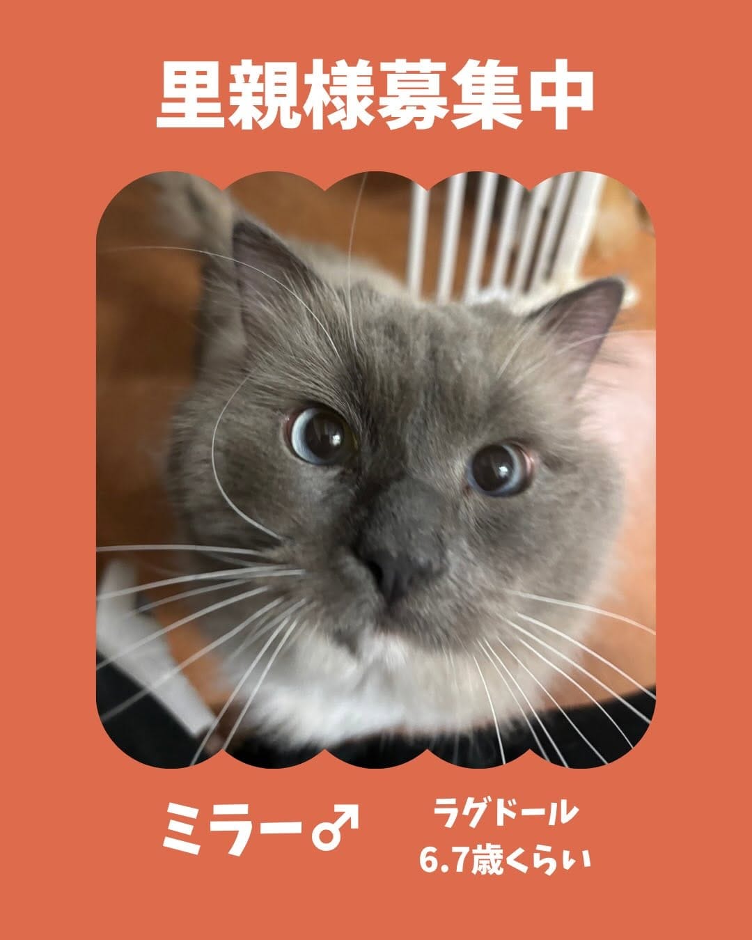 Post 7 by 保護犬猫情報発信センター ラフスペース on Instagram (carousel)