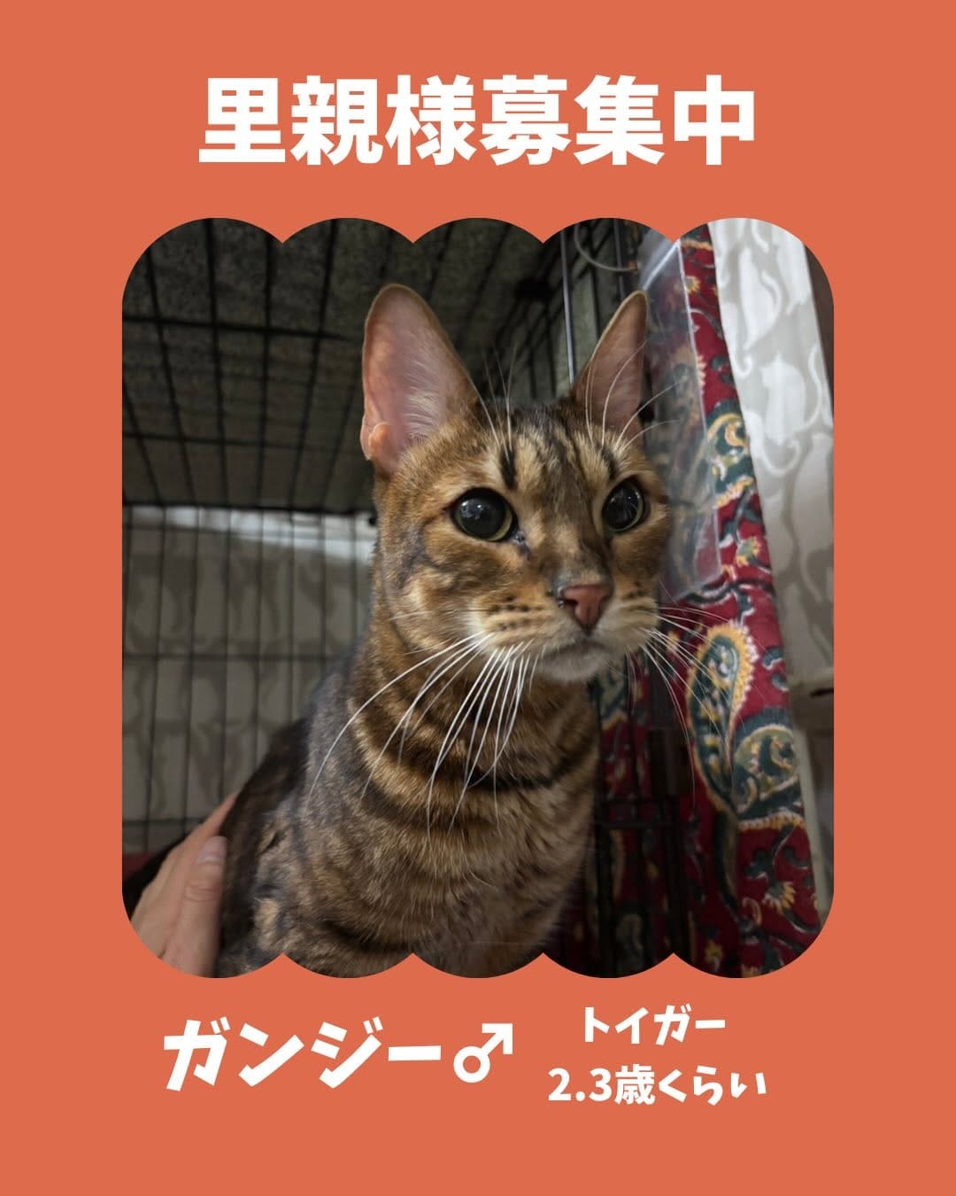 Post 8 by 保護犬猫情報発信センター ラフスペース on Instagram (carousel)