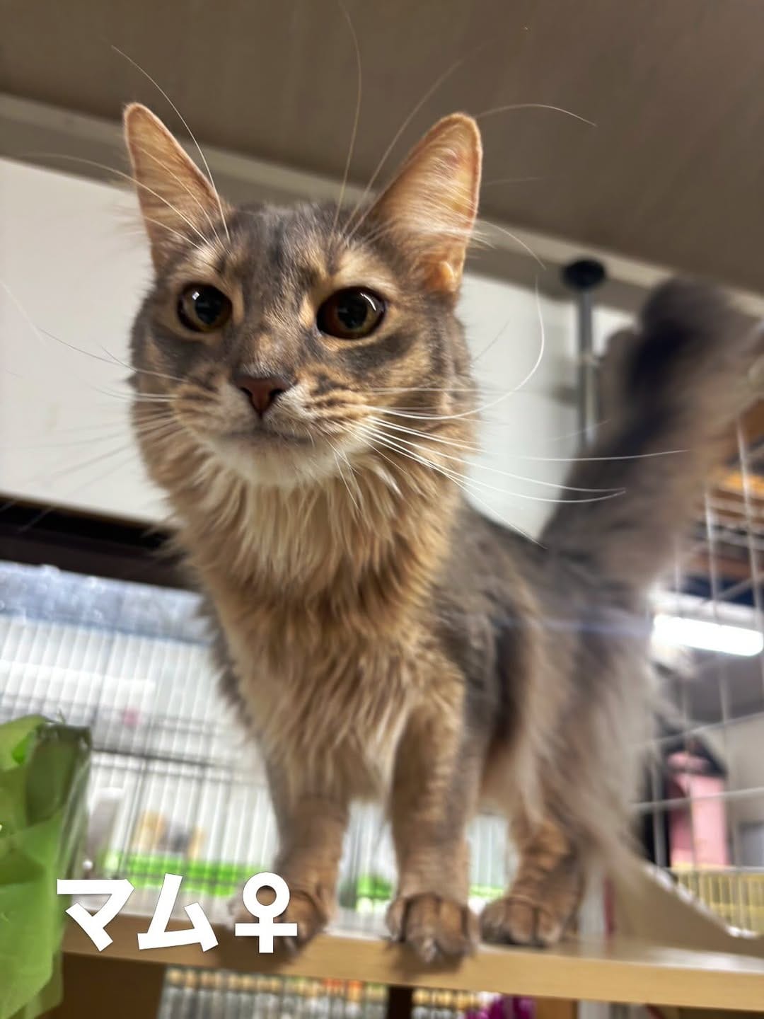 Post 1 by 保護犬猫情報発信センター ラフスペース on Instagram (carousel)