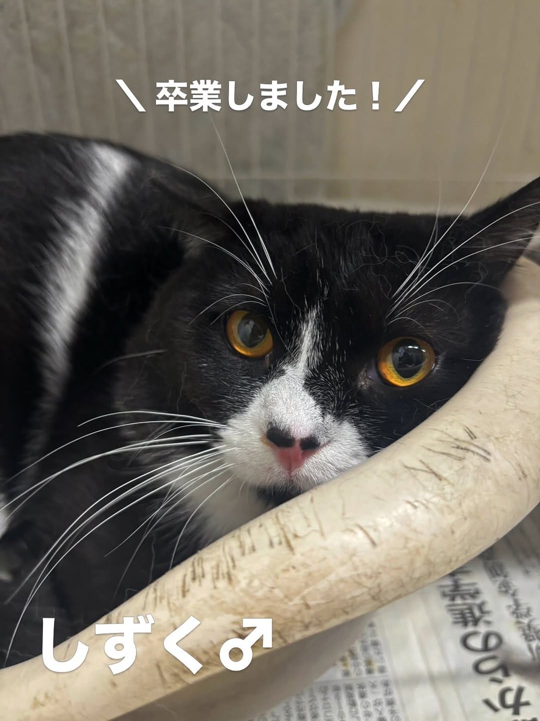 Post 3 by 保護犬猫情報発信センター ラフスペース on Instagram (carousel)
