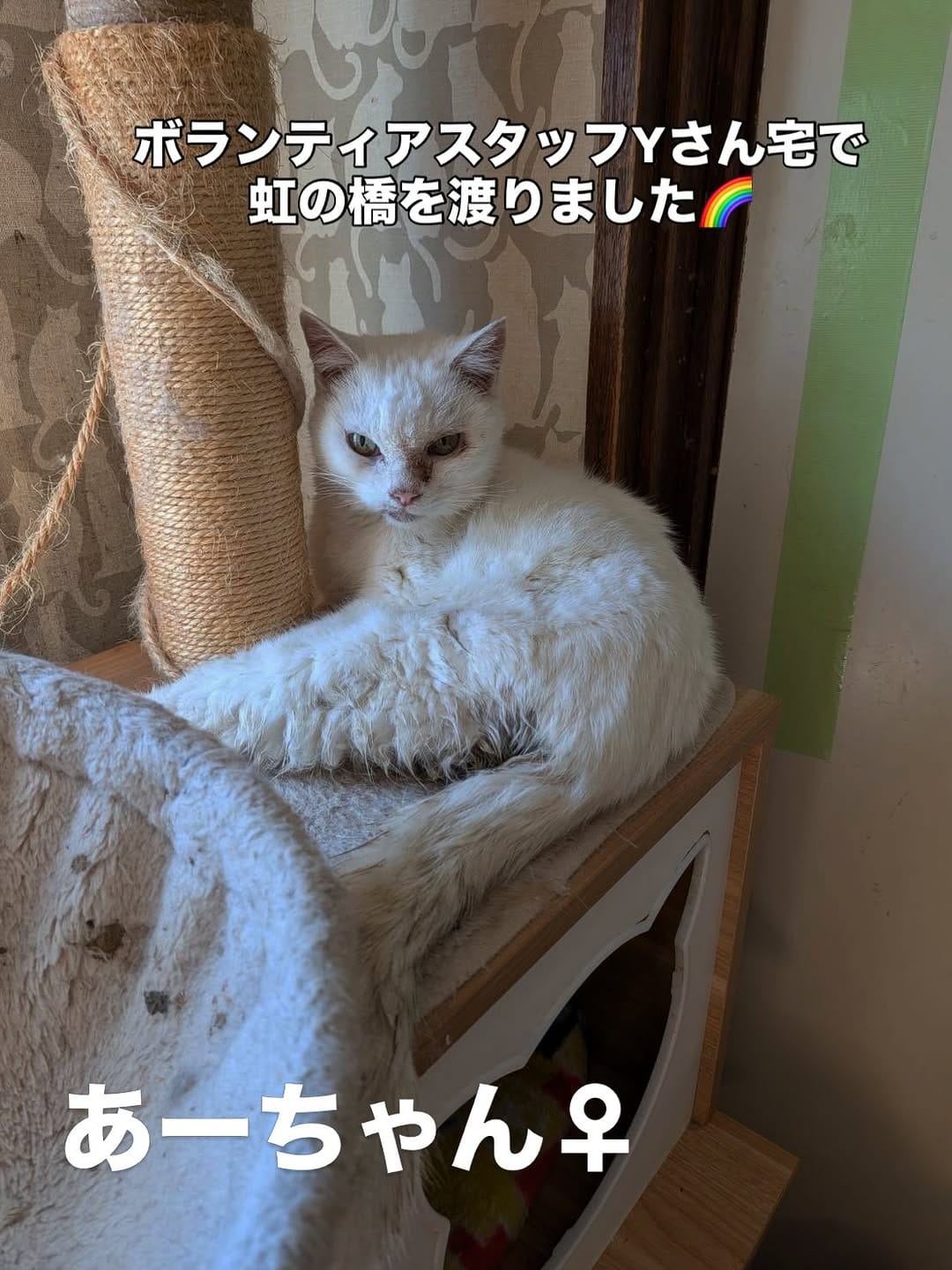 Post 4 by 保護犬猫情報発信センター ラフスペース on Instagram (carousel)