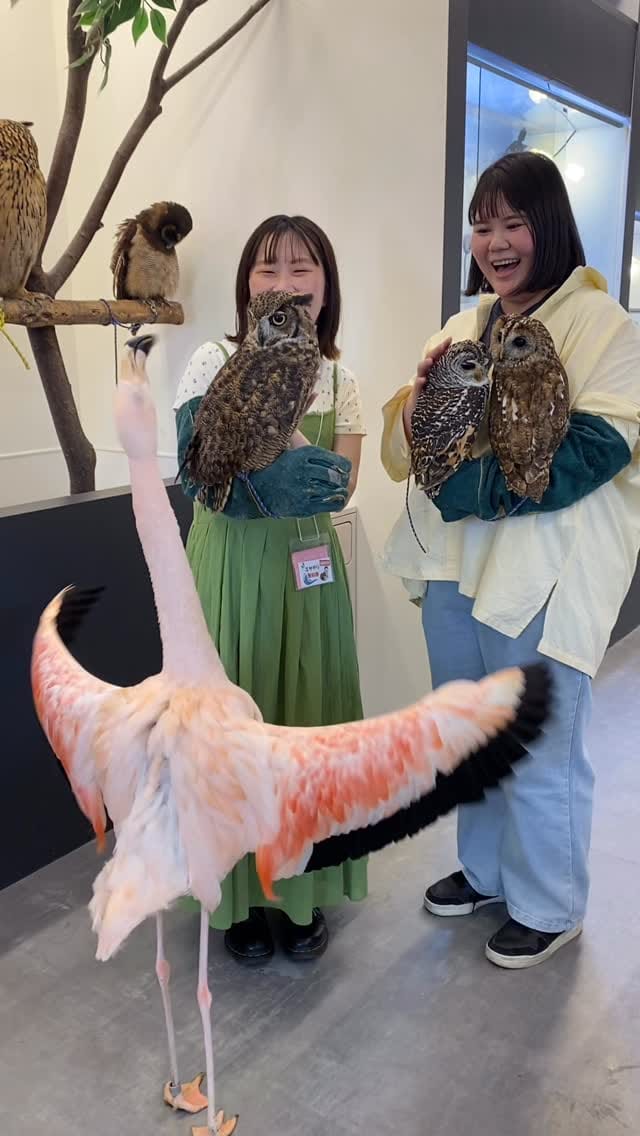 Post 9 by どうぶつ❤️ときどき癒やし on Instagram (video)