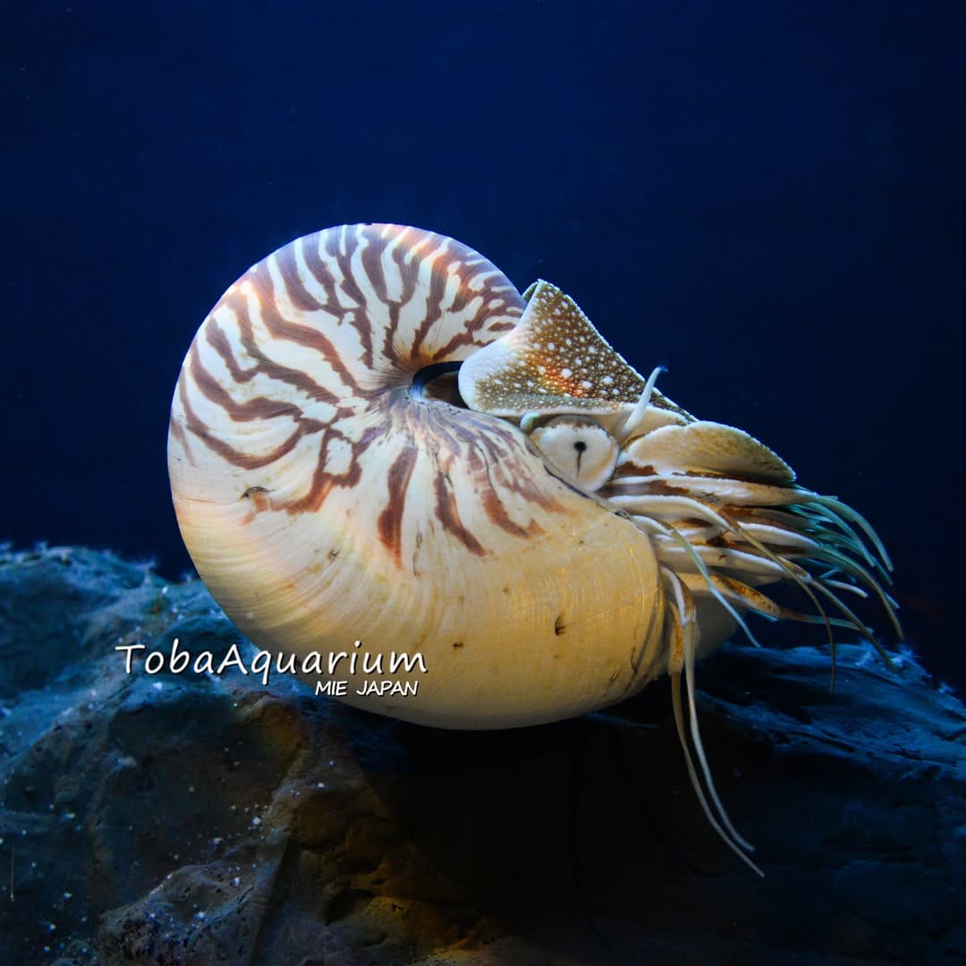 Post 1 by 鳥羽水族館/TOBA AQUARIUM on Instagram (image)