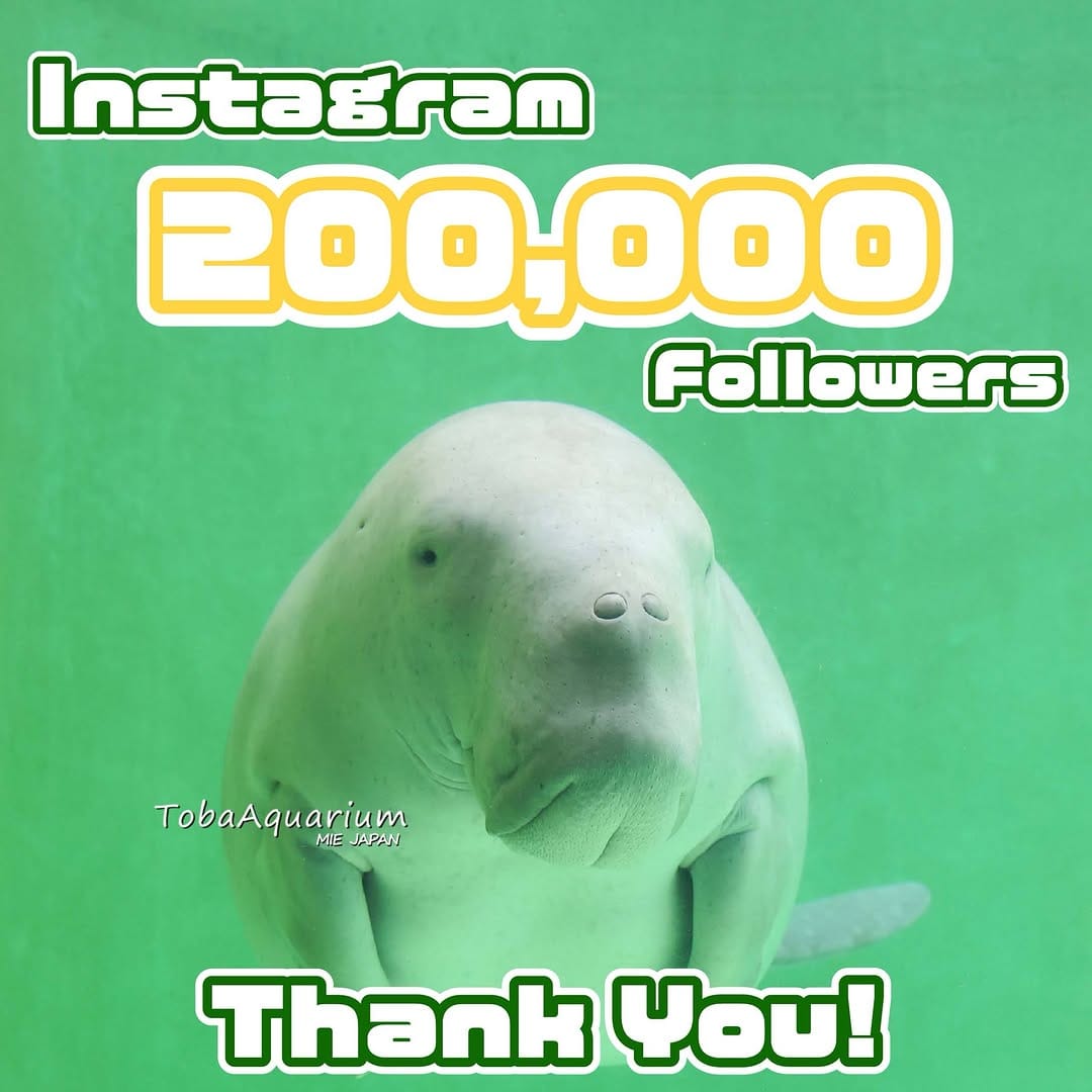 Post 4 by 鳥羽水族館/TOBA AQUARIUM on Instagram (image)