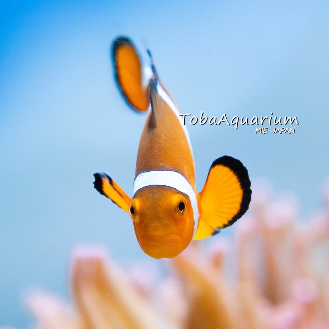 Post 3 by 鳥羽水族館/TOBA AQUARIUM on Instagram (image)