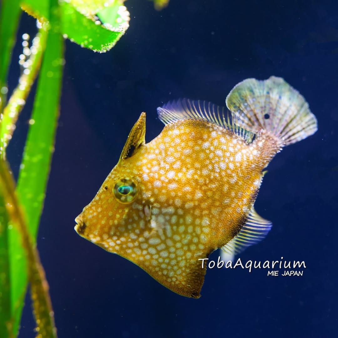 Post 5 by 鳥羽水族館/TOBA AQUARIUM on Instagram (image)