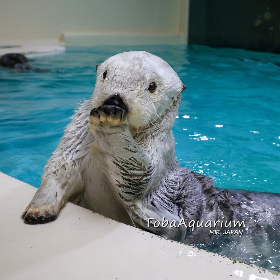 Post 6 by 鳥羽水族館/TOBA AQUARIUM on Instagram (image)