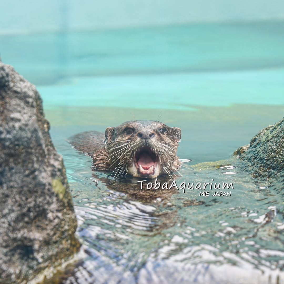 Post 9 by 鳥羽水族館/TOBA AQUARIUM on Instagram (image)