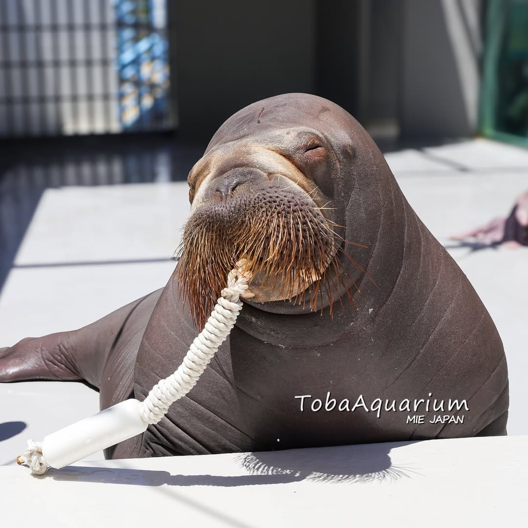 Post 7 by 鳥羽水族館/TOBA AQUARIUM on Instagram (carousel)