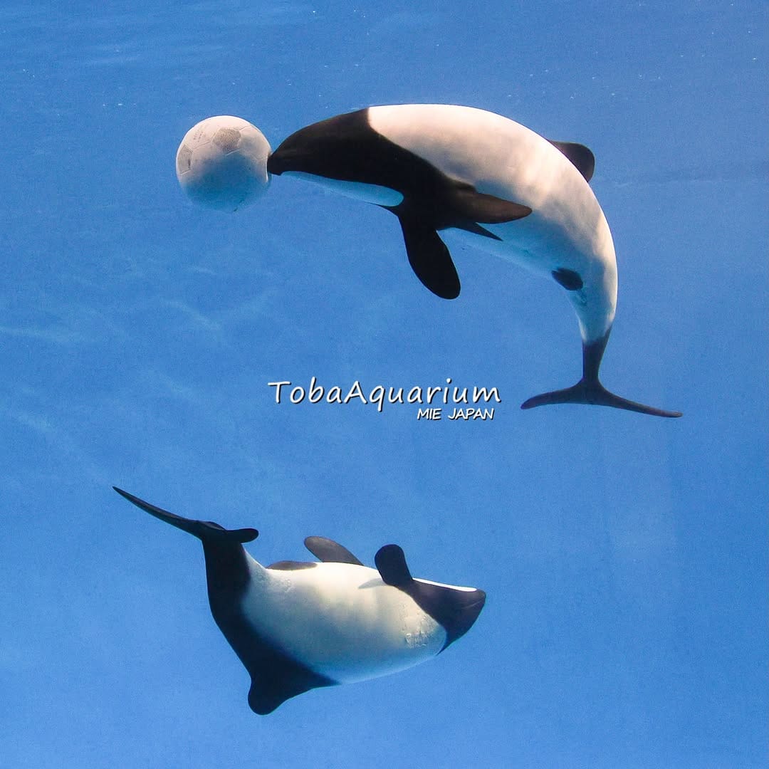 Post 2 by 鳥羽水族館/TOBA AQUARIUM on Instagram (image)