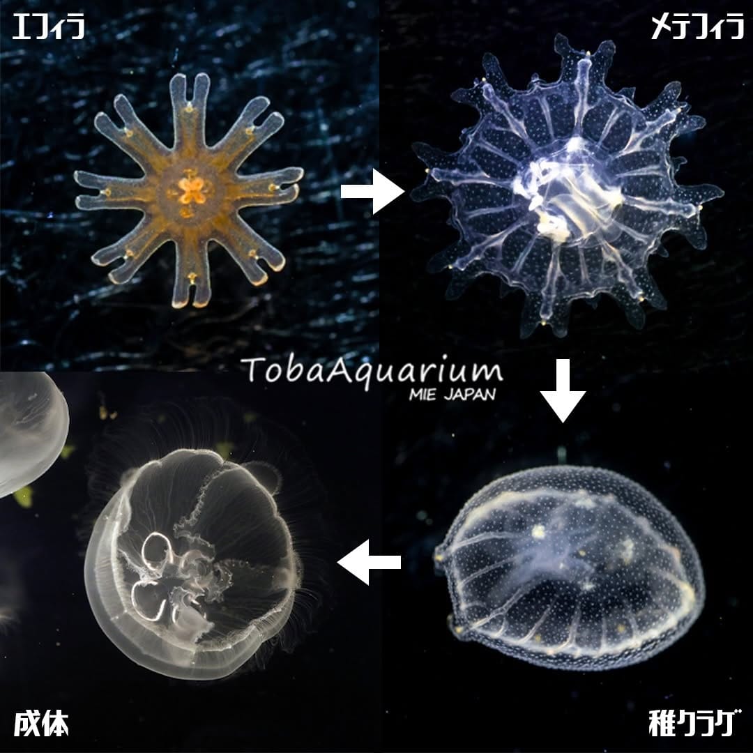 Post 10 by 鳥羽水族館/TOBA AQUARIUM on Instagram (image)
