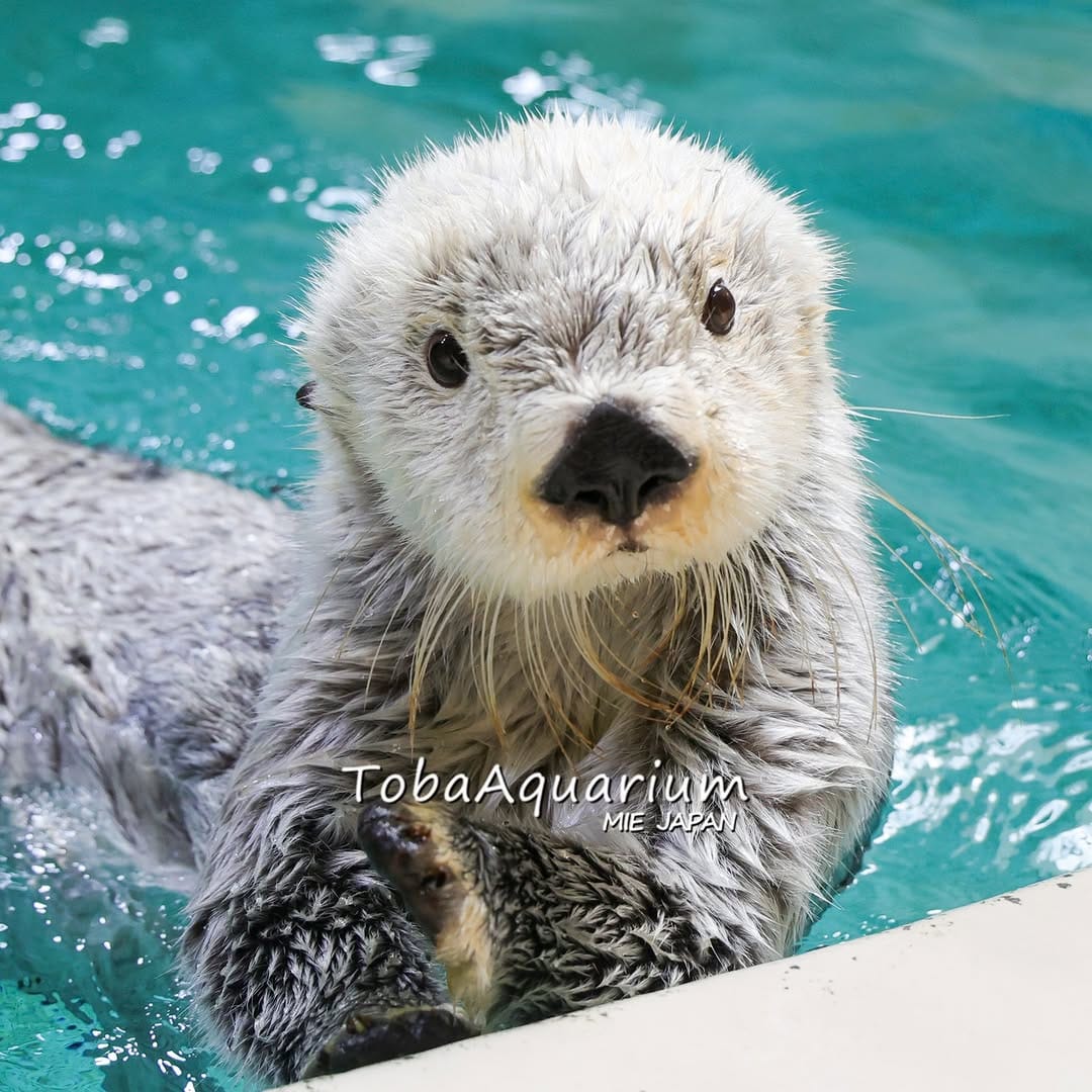 Post 8 by 鳥羽水族館/TOBA AQUARIUM on Instagram (image)