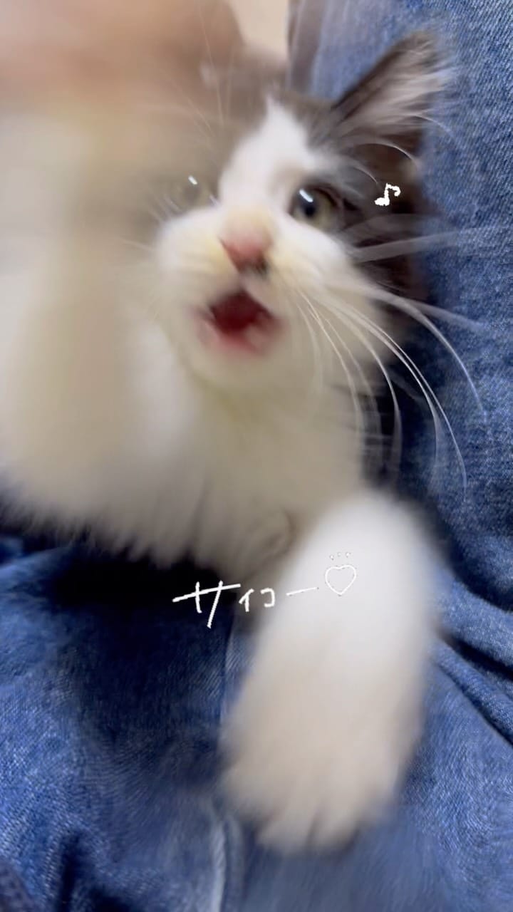 Post 8 by Chelsea(チェルシー) on Instagram (video)