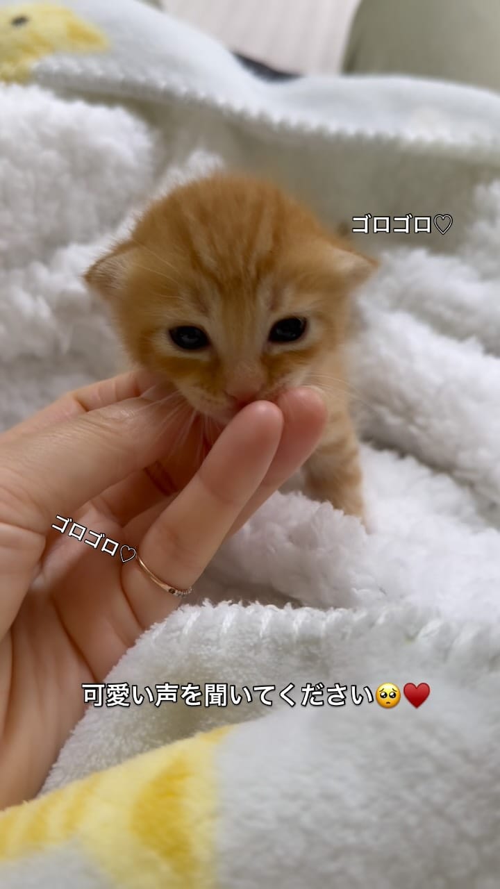 Post 1 by Chelsea(チェルシー) on Instagram (video)