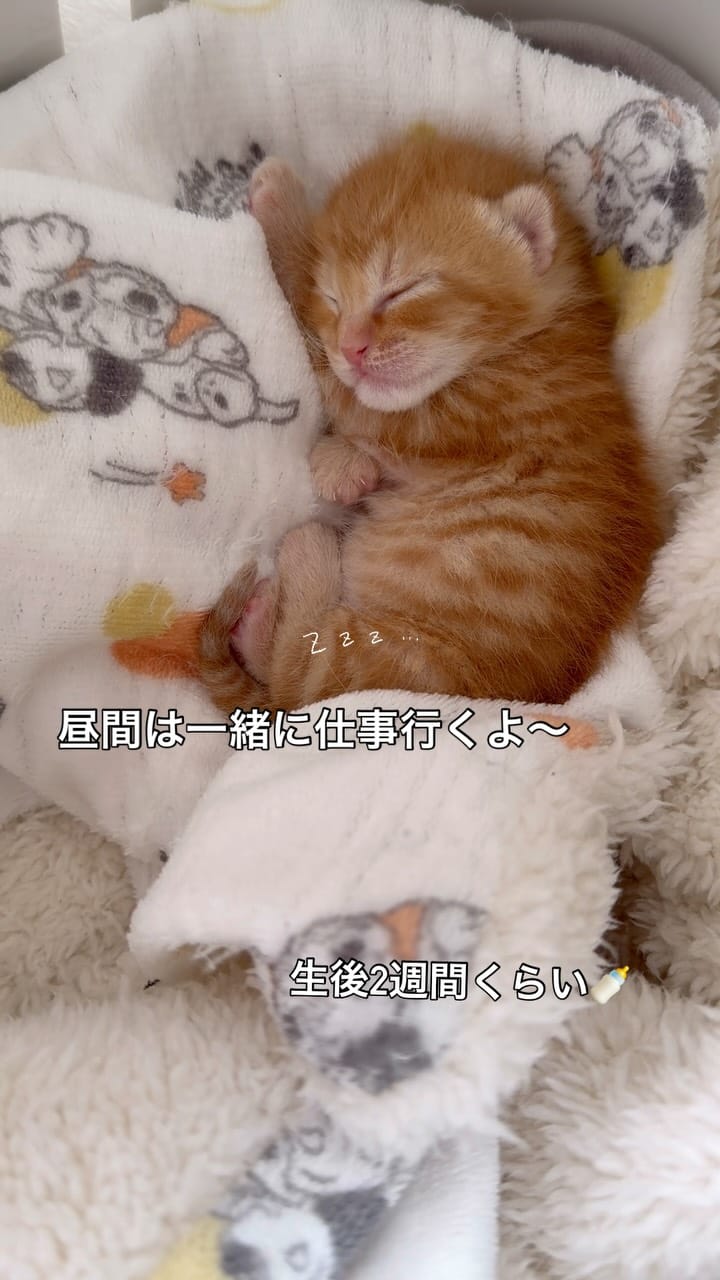 Post 7 by Chelsea(チェルシー) on Instagram (video)