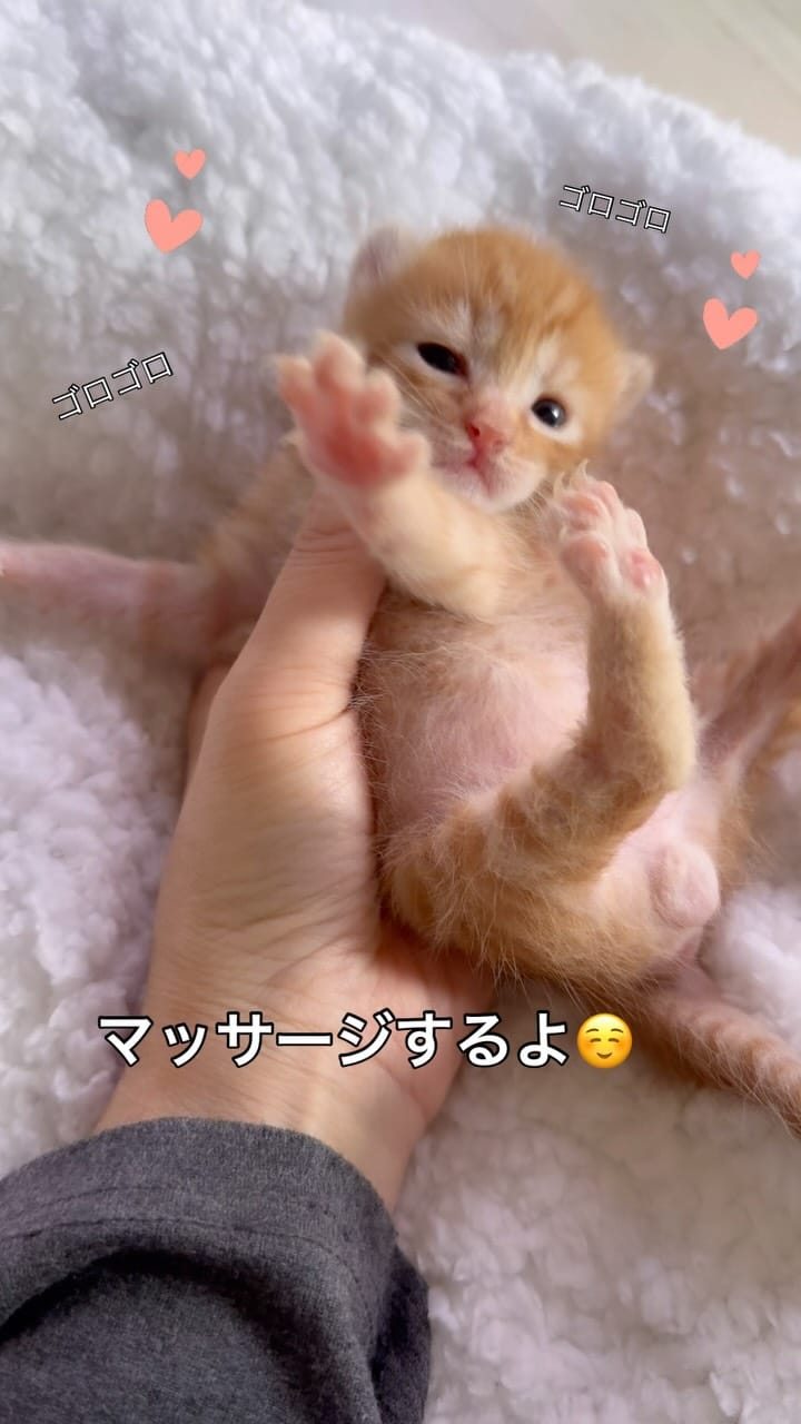 Post 4 by Chelsea(チェルシー) on Instagram (video)