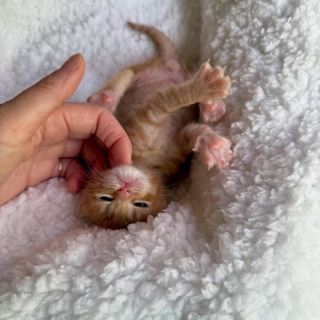 Post 6 by Chelsea(チェルシー) on Instagram (carousel)