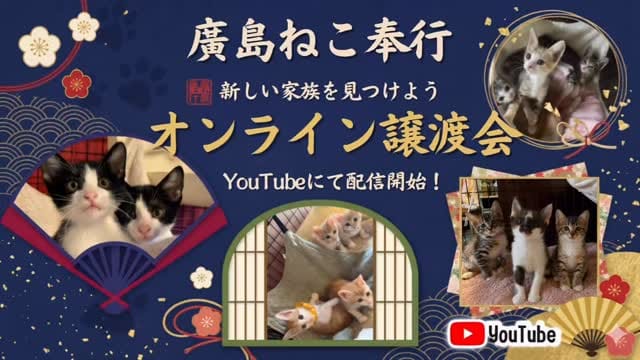 Post 6 by 廣島ねこ奉行～保護猫カフェ～ on Instagram (video)