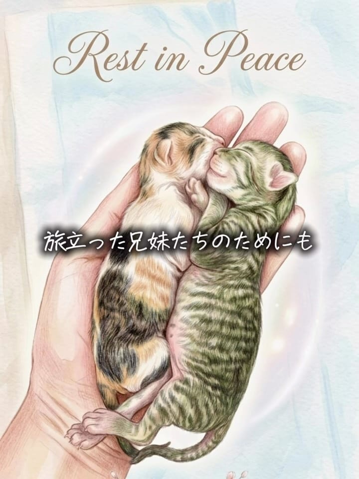 Post 2 by 廣島ねこ奉行～保護猫カフェ～ on Instagram (video)
