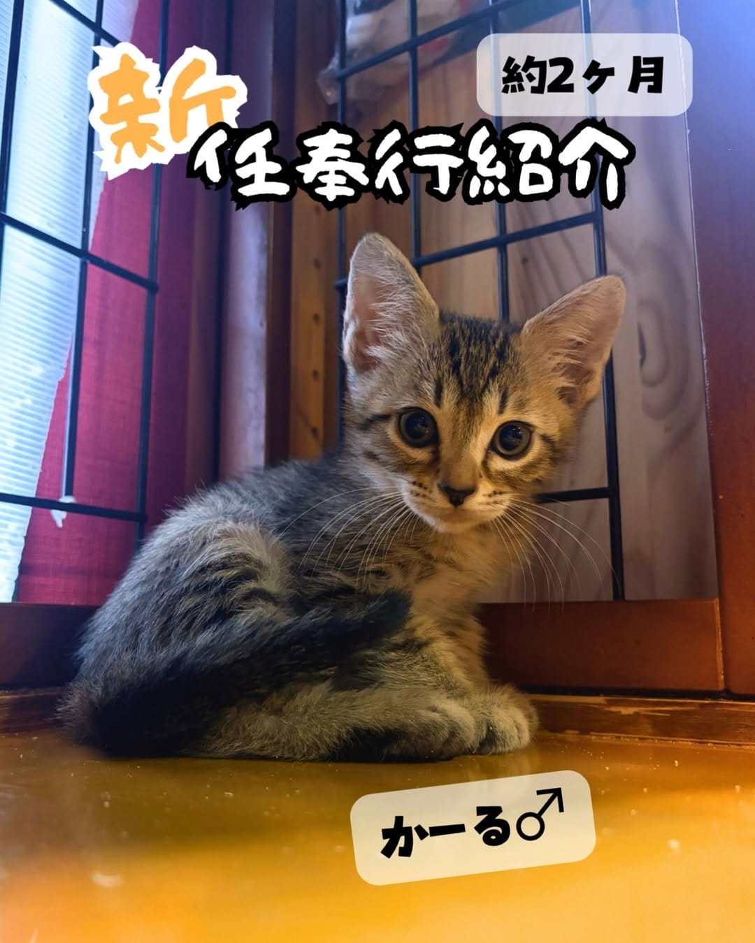 Post 1 by 廣島ねこ奉行～保護猫カフェ～ on Instagram (carousel)
