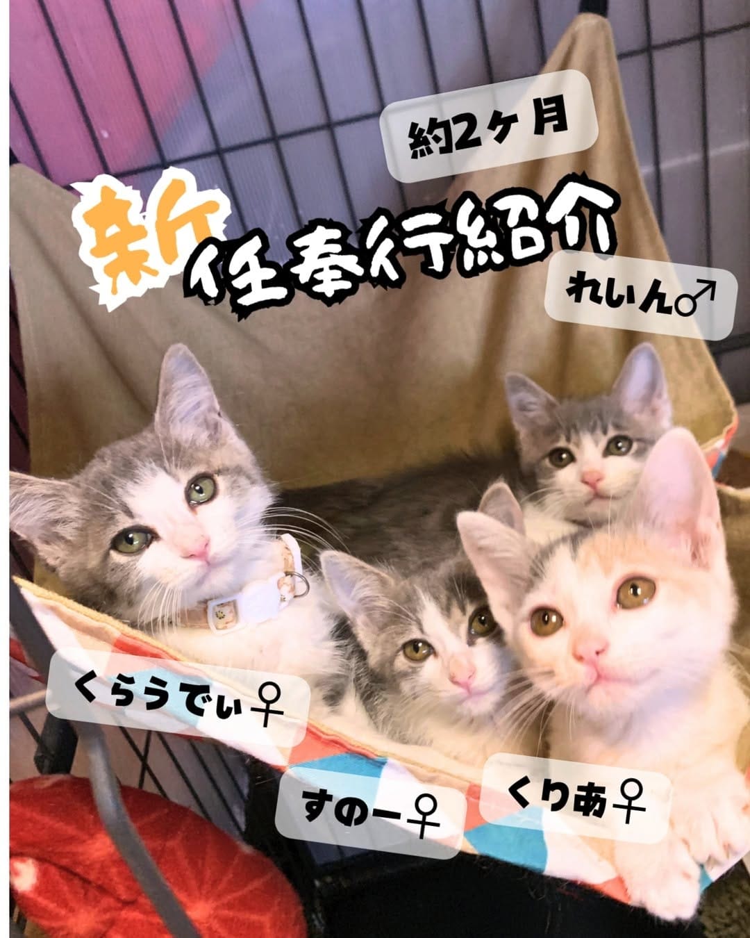 Post 5 by 廣島ねこ奉行～保護猫カフェ～ on Instagram (carousel)