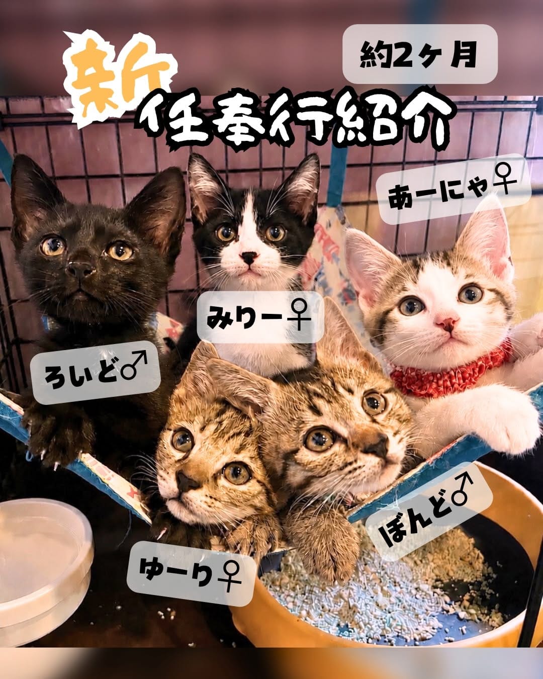 Post 4 by 廣島ねこ奉行～保護猫カフェ～ on Instagram (carousel)