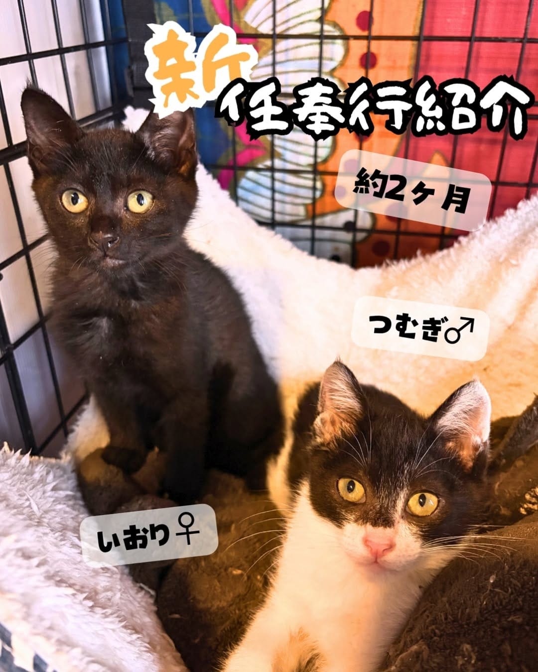 Post 8 by 廣島ねこ奉行～保護猫カフェ～ on Instagram (carousel)