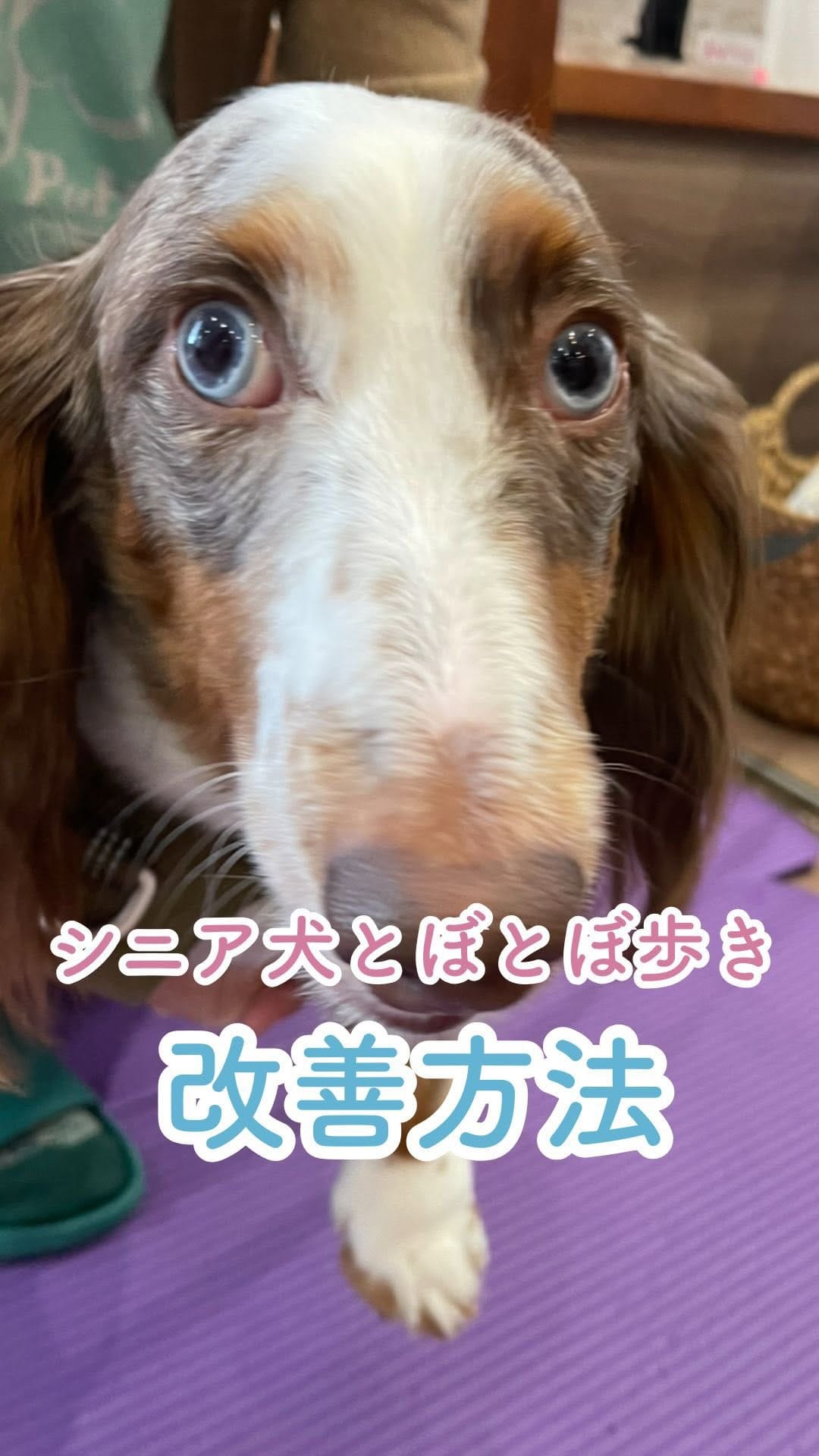 Post 6 by オムニア自然療法ペットクリニック｜鈴木綾香 on Instagram (video)