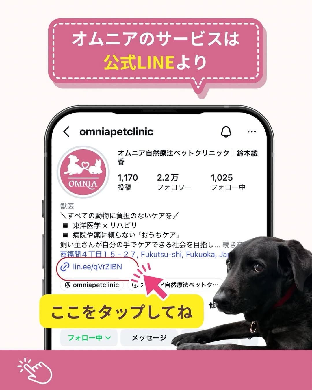 Post 10 by オムニア自然療法ペットクリニック｜鈴木綾香 on Instagram (image)