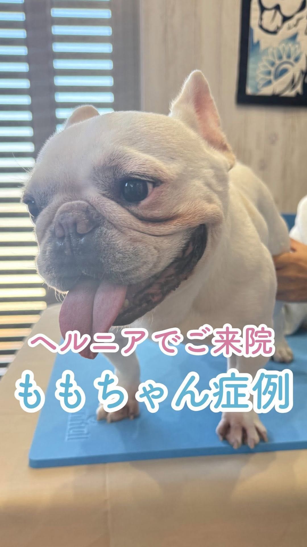 Post 7 by オムニア自然療法ペットクリニック｜鈴木綾香 on Instagram (video)