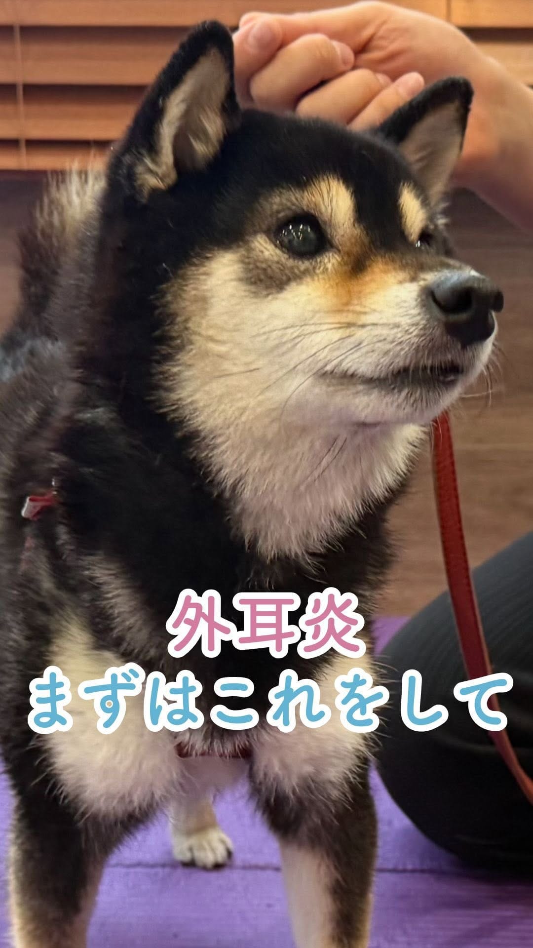 Post 1 by オムニア自然療法ペットクリニック｜鈴木綾香 on Instagram (video)